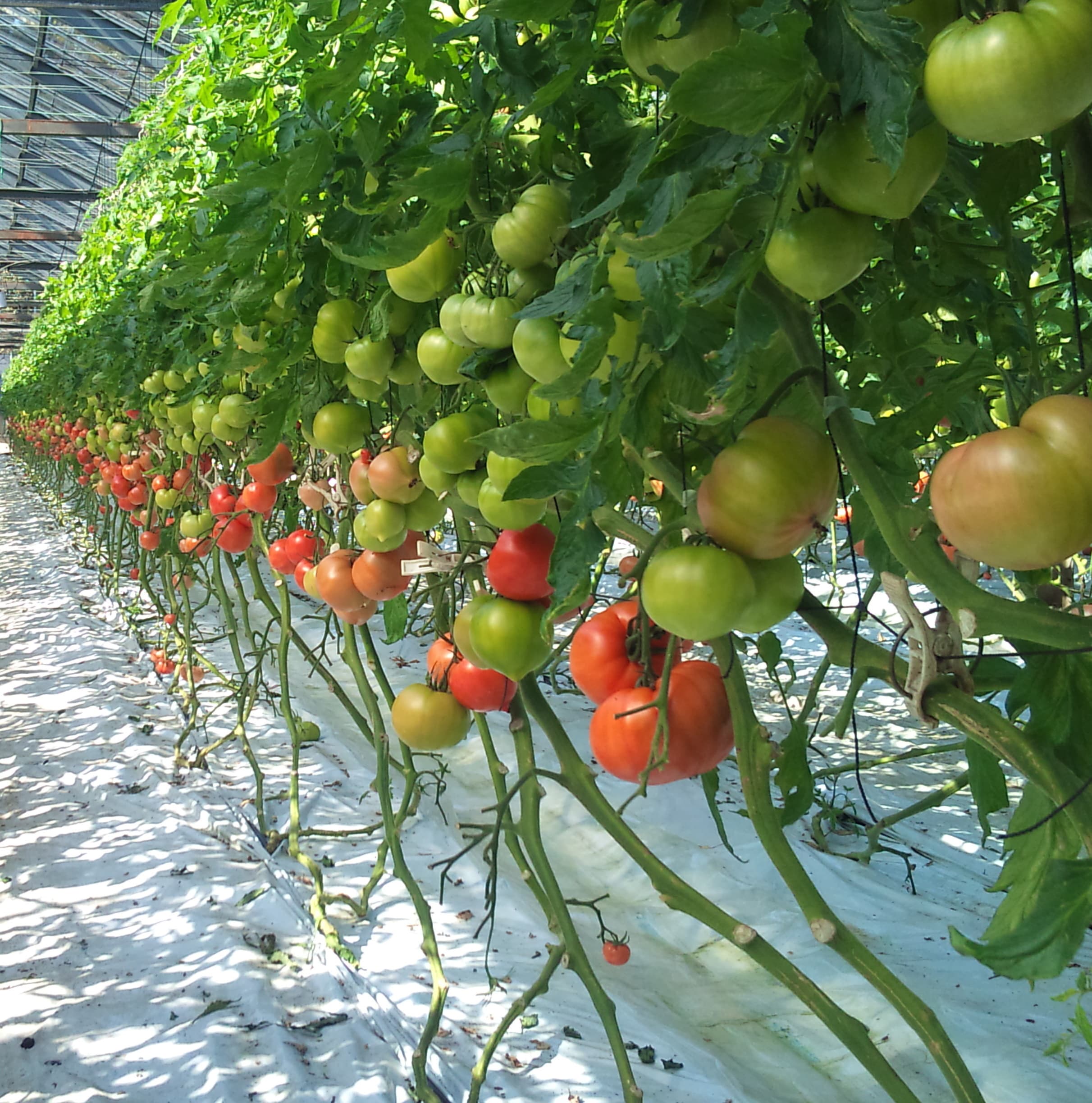 収穫期のトマト